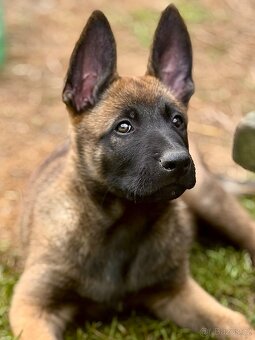 BELGICKÝ OVČÁK MALINOIS - 18