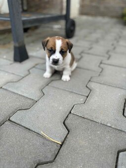 Jack Russell teriéra - 18
