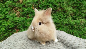 Zakrslý králík, králíček -(lvíček)-TESSIE - 18