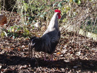 Prodám kohouta do chovu - 18