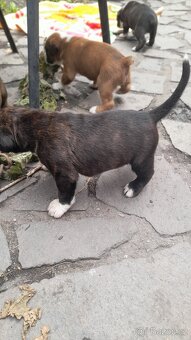 ŽÍHANÁ ŠTĚŇÁTKA NEMECKÝ BOXER bez PP - 18