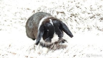 Zakrslý beránek, králíček, králík - 18