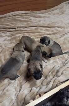 Kangal   štěňata - 18