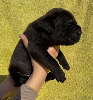 Posledné výnimočné šteniatka americký bandog s PP k odberu - 18