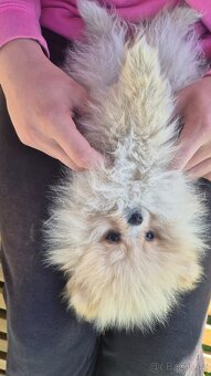Pomeranian Creme - čistokrevný kluk - 18