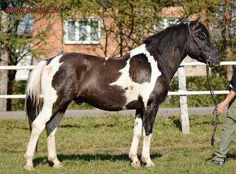 Huculská klisna, hucul, rekreace, vyjížďky, hipoterapie. - 18