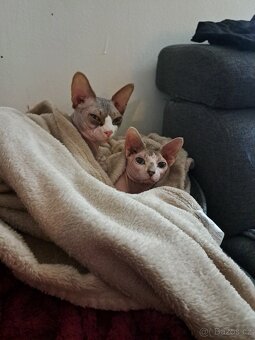 Koťe Sphynx - 18