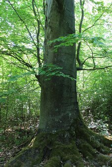 Prodej nevytěženého lesa u Luhačovic - 3,25 ha - 18