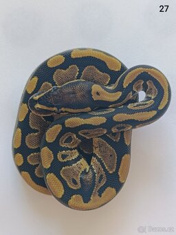 Krajta královská / Python regius - 18