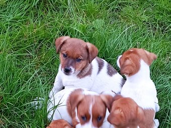 Jack russell terier krásná fenečka na odběr - 18