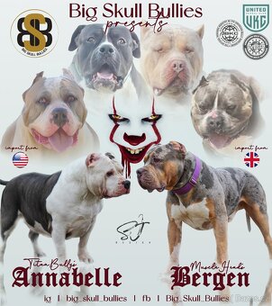 American Bully XL 🐾 - 18