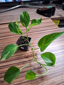 Sada rostlinek - 333 Kč/ 4 kusy - 18