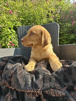 štěňata labrador a  – připravena k odběru - 18