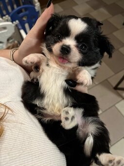 2x dlouhosrstý pejsek s PP FCI, čivava - 18