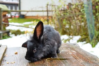 Zakrslý králík - 18