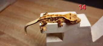 Pagekon řasnatý - 18