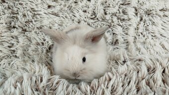 Zakrslý králík, králíček, králík - (lvíček)-VIKY - 18