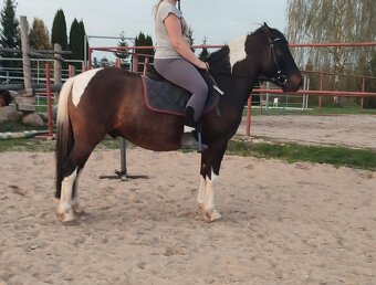 Velký (±145 cm) huculský hřebeček, hřebec, hnědobělouš. - 18