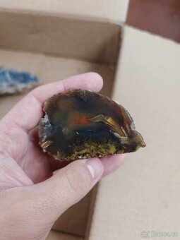 Acháty řezy Timor - 18