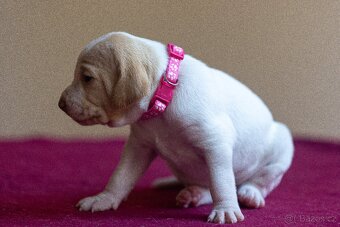 Saintgermánský ohař - štěňátka k zamluvení - 18