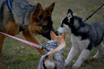 🐾 Venčení a hlídání psů po Praze - spolehlivě a s láskou 🐾 - 18