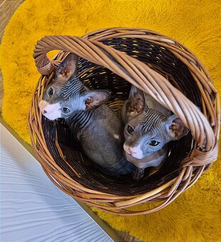 Donský sphynx - krásná koťátka - 18
