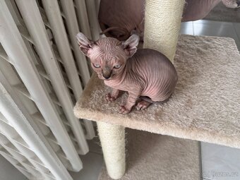 Koťata Sphynx-Elf-Strike - 18