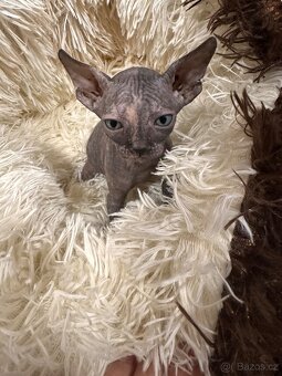 Kanadský Sphynx s průkazem původu - 18