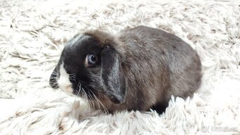 Zakrslý beránek, králíček, králík - LADY - 18