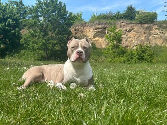 American Bully XL originální původní krev rodokmen ABKC USA - 18