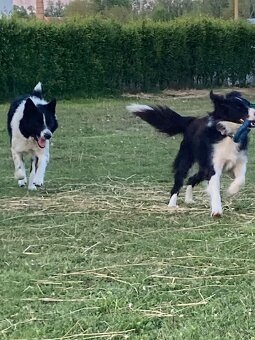 Border kolie již k odběru - 18