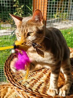 Vzácný MODRÝ Bengálský kocourek s PP - 18