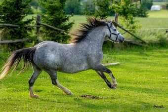 5-letá welsh mountain pony klisna - 18