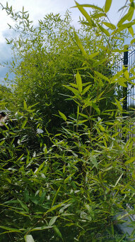 Obří mrazuvzdorný bambus phyllostachys, Vsetín - 18