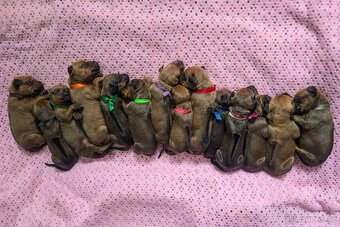 Štěňata rhodéského ridgebacka - 18