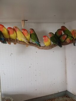 Penant zlatý pastel, agapornis, rozela rubino - 18