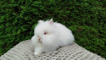 Zakrslý králík, králíček -(TEDDY)-ONDŘEJ - 18