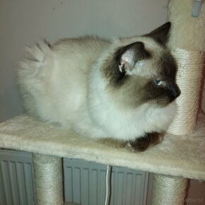 Ragdoll kocur na krytie - 18