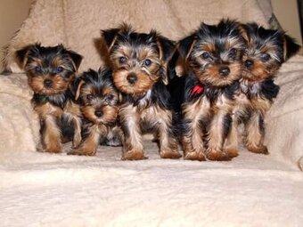 Jorkšírský teriér připuštění, krytí - 18