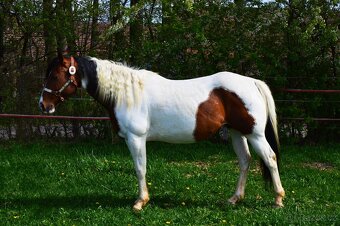 Hřebečci,Valášek American Paint Horse - 18