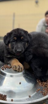 Německý ovčák štěňata bez PP - odběr ihned - 18