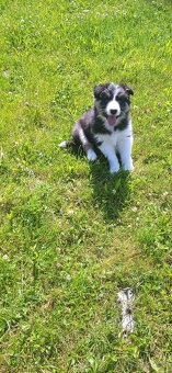 Border kolie - 18