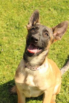 Belgický ovčák malinois - 18