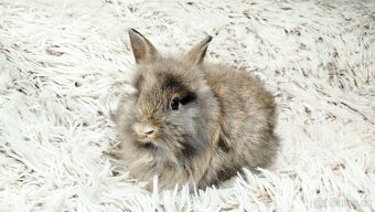 Zakrslý králík, králíček - HARRY - 18