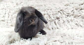 Zakrslý beránek, králíček, králík - BIBI - 18