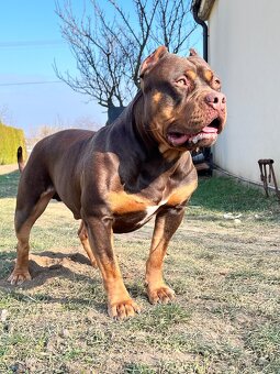 AMERICAN BULLY XL s PP - 18
