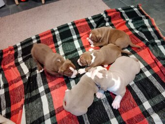 American Bully pocket size POCKET/STANDARD - 18