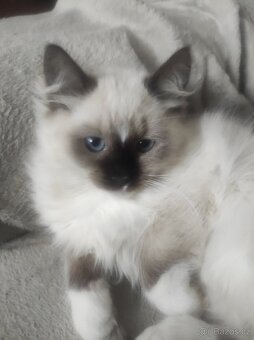 Koťata Ragdoll bez PP - 18