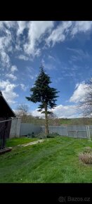 Rizikové kácení stromů - 18