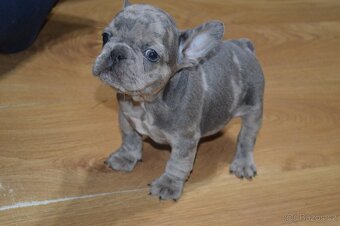 francouzsky buldocek - 18